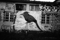 1_DSC0990