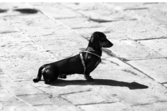 cazzdog234